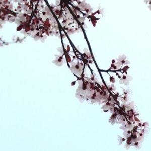 Meet your Posher, Tiara